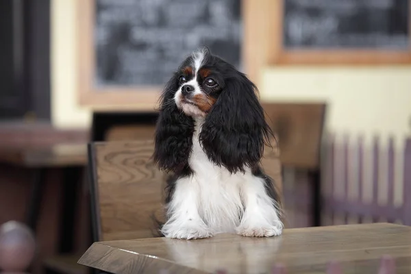 Ένα Χαριτωμένο Σκυλάκι Κάθεται Στην Καρέκλα Στο Τραπέζι Ένα Καφέ — Φωτογραφία Αρχείου