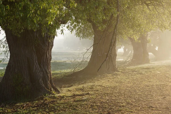 Sabah sisli söğütler