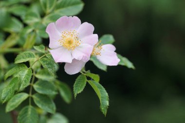 Bir botanik bahçesinde gül çiçeği (yakın plan)