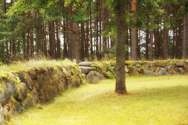 Vieux Mur Pierre Herbe Arbre Forêt — Photo