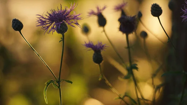 Korenbloem Licht Van Ondergaande Zon — Stockfoto