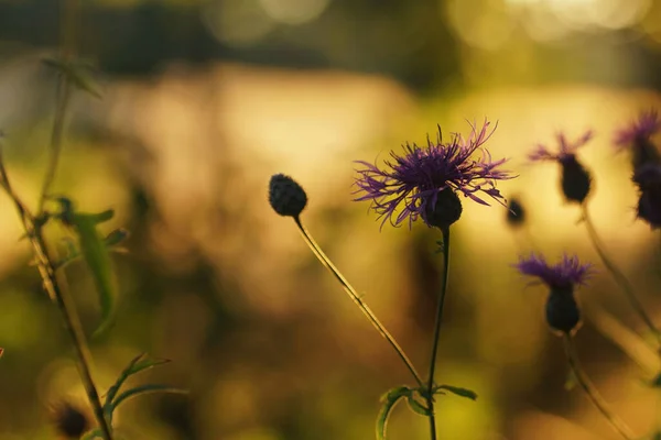 Çiçek ve günbatımı ışığı