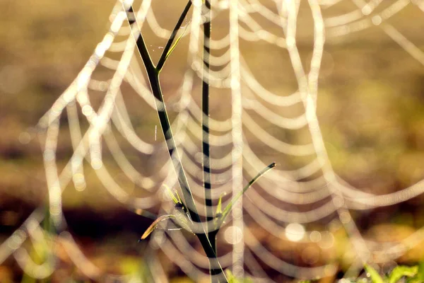 Bitki gövdesi ve örümcek ağı sabah çiğ taneleri arkadan aydınlatılır.
