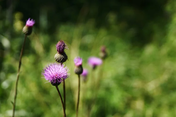Фіолетові Квіти Поспіль Зеленому Фоні — стокове фото