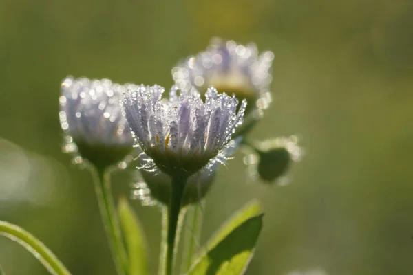 Bir yaz sabahı çayırında papatyalar