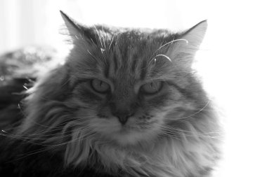 Tek renkli Sibirya kedisi (yüksek anahtarlı))