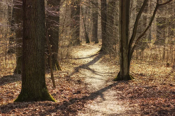 Path Early Spring Forest — Stock Photo, Image