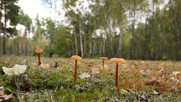 Champignons Sur Une Clairière Dans Forêt Automne — Photo