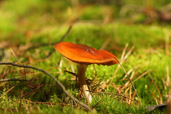 Champignon Rouge Aiguilles Pin Sur Mousse Dans Forêt Automne — Photo