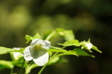 Botanik bahçesinde taze bahar çiçeği