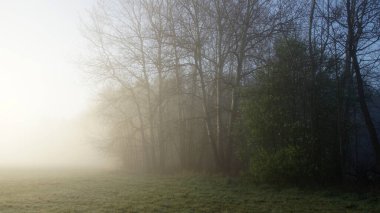 Bir bahar, sisli bir gün doğumu ormanın kenarında