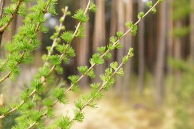 Bahar ormanında taze karaçam dalları