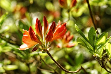 Renkli arka planda taze bahar çiçekleri