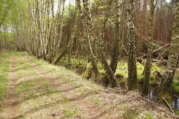 Stig Bland Björkar Vårskogen — Stockfoto