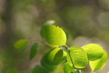 Yeşil, bulanık arkaplanda taze bahar yaprakları