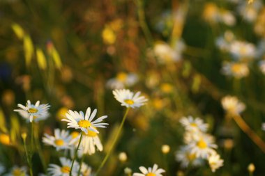 Gün batımında mısır gevreği tarlasında papatya çiçeği.