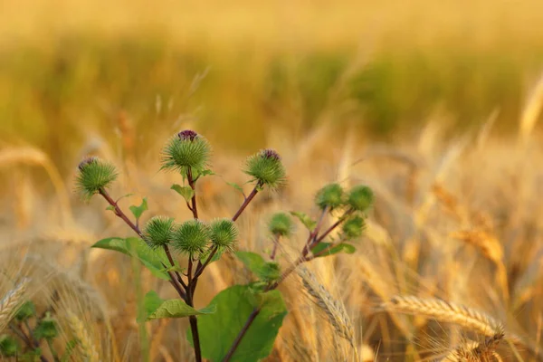 Mısır gevreği tarlasında dikenli burdock topları