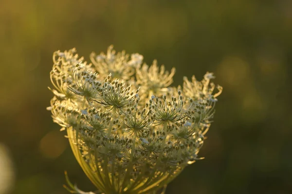 Bloem Achtergrondverlichting Bij Zonsondergang — Stockfoto