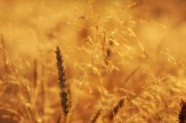 Buğday tarlasında buğday ve ot kulağı (yaz sabahı)