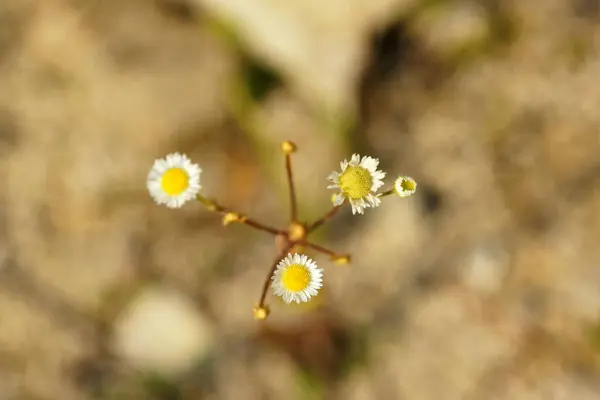Çiçeklerin farklı gelişim aşamalarındaki üst görünümü