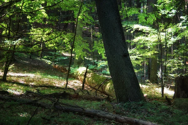 Napfényes Nyári Erdő Nemzeti Parkban — Stock Fotó