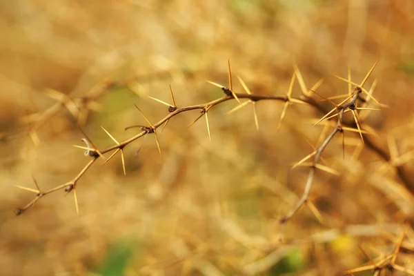 Altın arka planda dikenli bir böğürtlen dalı (botanik bahçesinde yaz mevsimi))