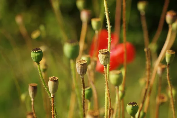 Ώριμα Παπαρούνες Ένα Βοτανικό Κήπο Close Fuzzy Φόντο — Φωτογραφία Αρχείου