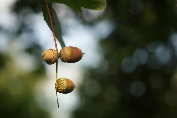薄緑色 茶色のオークの枝の上の初秋のどんぐり — ストック写真