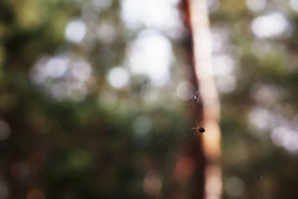 Pavouk Pavučině Lese Rozmazaném Pozadí — Stock fotografie