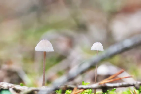 Subtle light grey mushrooms in the autumn forest (close-up)