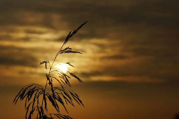 Çimen çiçeği (yakın plan) sabah güneşinin arka planında (çayırda sonbahar))