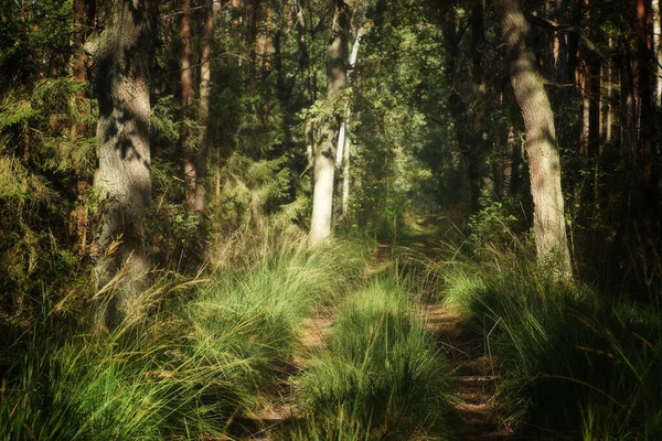 Güneşli sonbahar ormanında çimenli bir yol