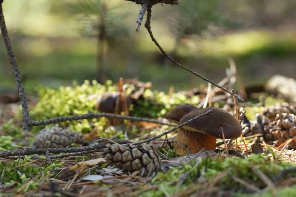 Svampar Kottar Och Grenar Höstskogen — Stockfoto