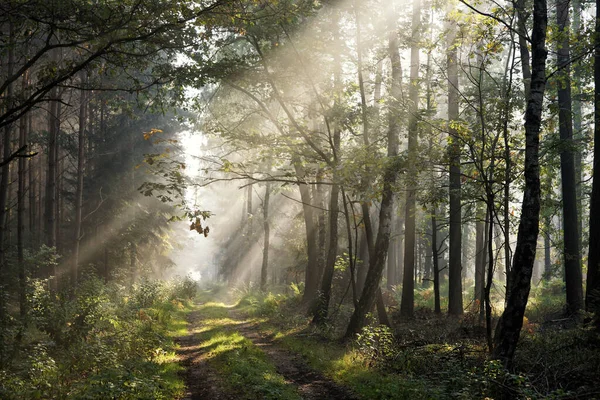 Güneşli bir ormanda sisli bir sonbahar sabahı