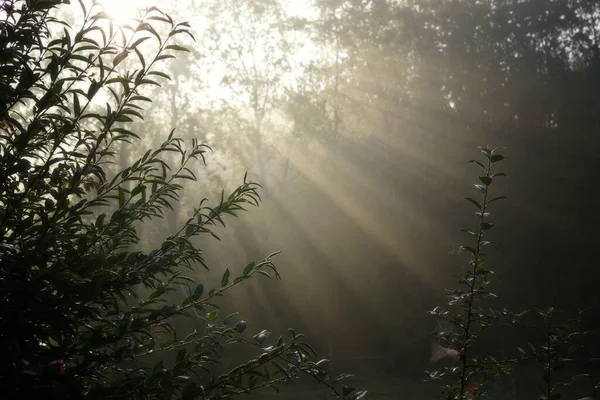 The rays of the morning sun visible in the autumn fog