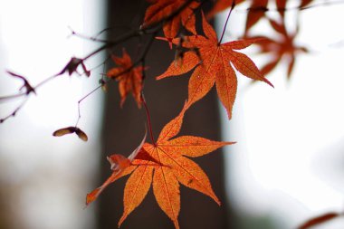 Botanik bahçesinde renkli sonbahar yaprakları