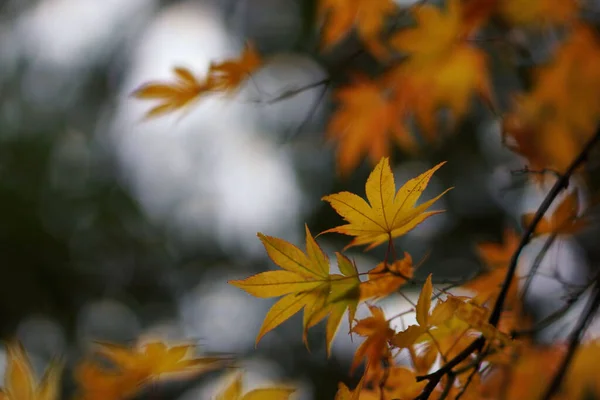 Coloured Autumn Leaves Arboretum — Stock Photo, Image