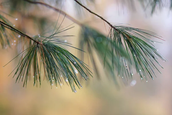 Rain drops on pine needles in the autumn arboretum