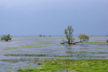   İlkbaharın renkleri yağmurun yağmasını bekleyerek çayırı sular altında bıraktı.