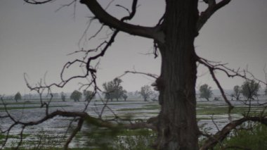   Sel basmış çayırlar üzerinde yağmurlu bir gün, Warta Vadisi 'nde ilkbahar.