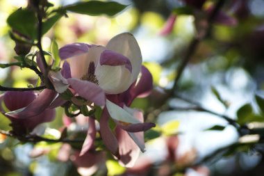 Botanik bahçesinde taze bahar çiçekleri, yakın plan.