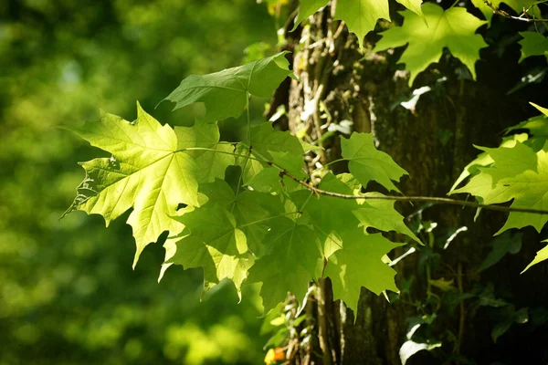 Świeża Zieleń Liści Wiosennych Arboretum Zbliżenie — Zdjęcie stockowe