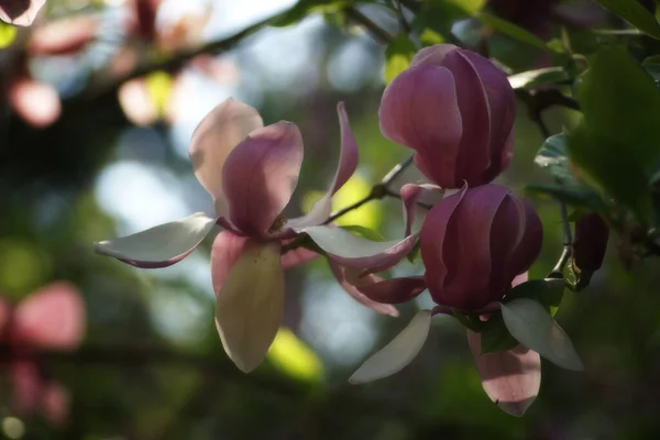 Fleurs Printanières Fraîches Dans Arboretum Gros Plan — Photo