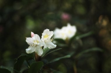 Bahar bahçesinde beyaz rhododendron çiçekleri