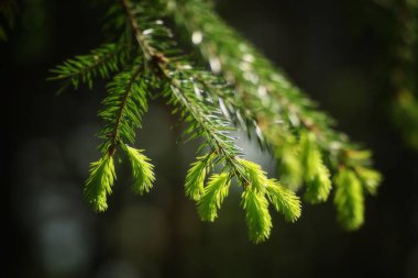 Bahar botanik bahçesinde taze ladin yetişiyor.