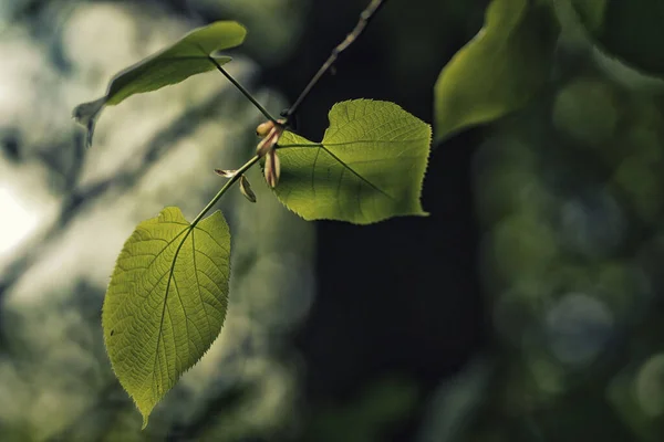 Świeże Liście Lipy Wiosennym Arboretum — Zdjęcie stockowe