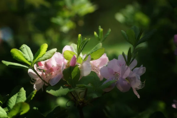 Flor Rosa Fresca Arboreto Primavera — Fotografia de Stock