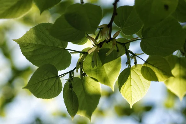 Taze ıhlamur yaprakları ve güneş ışığı.