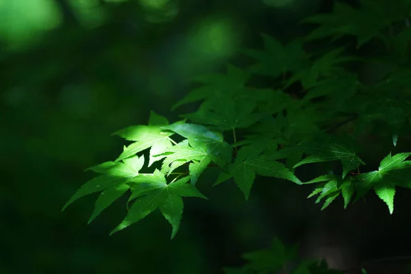 Plamy Słoneczne Zaroślach Zielonych Liści Klonu — Zdjęcie stockowe