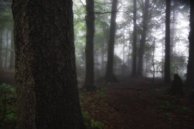 Kutsal Haç Dağları 'ndaki ormanda yağmurlu bir gün